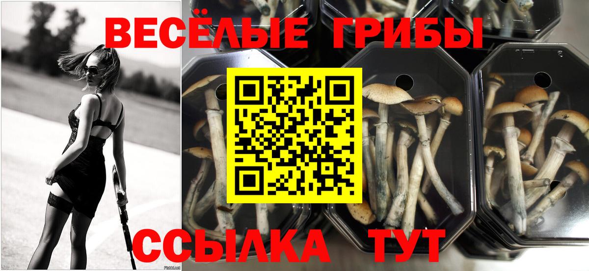 Галлюциногенные грибы GOLDEN TEACHER Туймазы